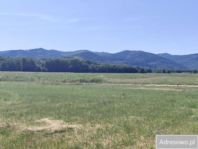 Działka budowlana Radziechowy, ul. Osiedlowa. Zdjęcie 1