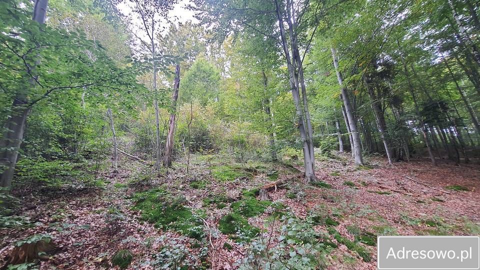 Działka leśna Tokarnia. Zdjęcie 4