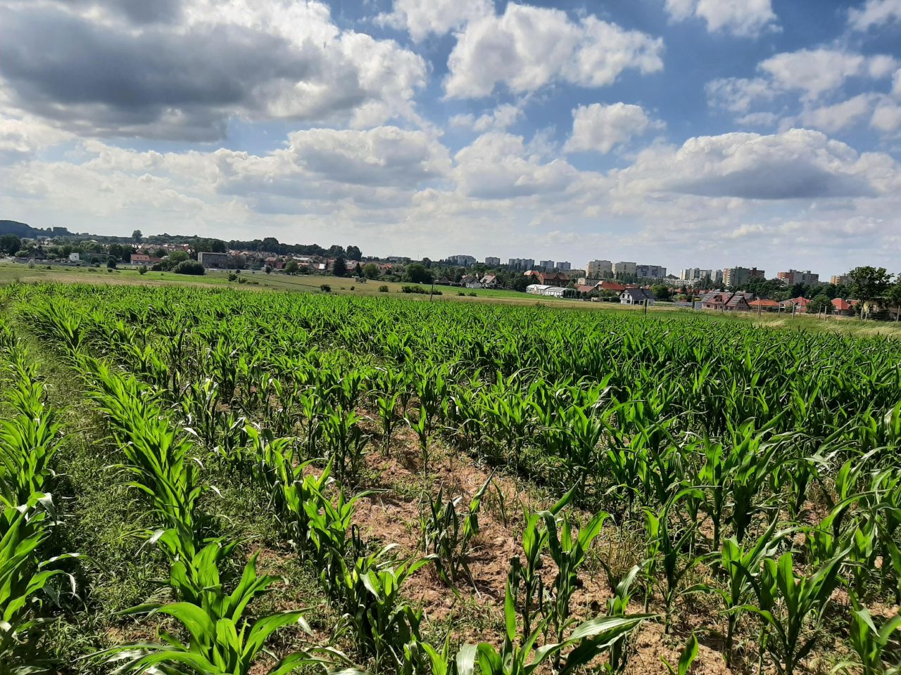 Działka budowlana Ruszowice, ul. Oliwkowa. Zdjęcie 6