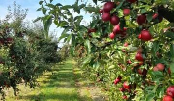 Działka rolna Węgrce Panieńskie