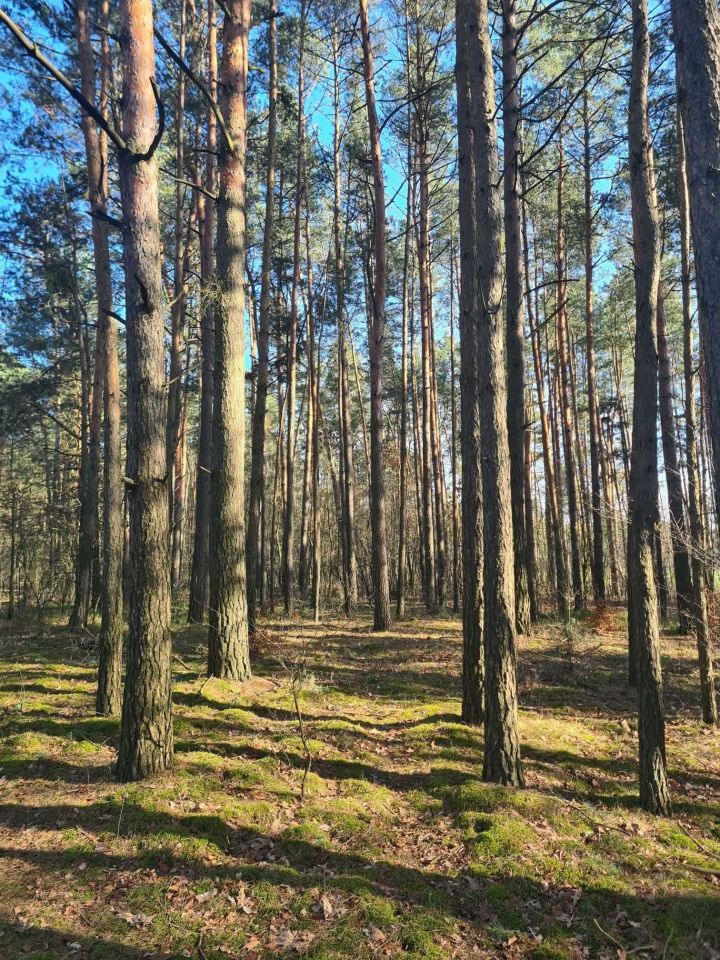 Działka leśna Huta Przerębska. Zdjęcie 4