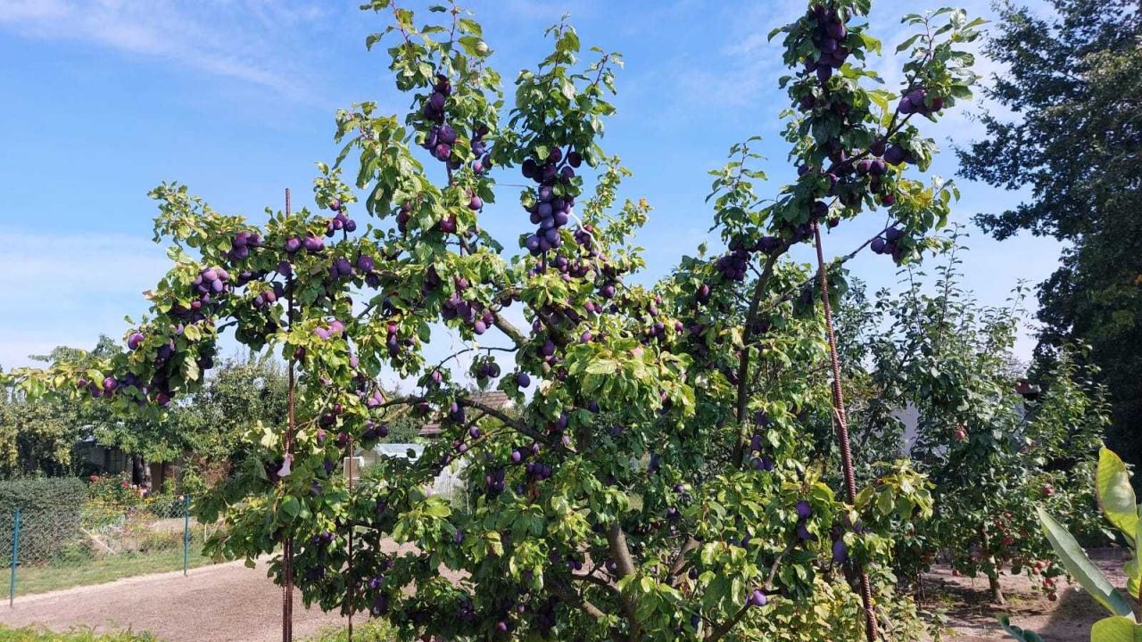 Działka rod Stargard. Zdjęcie 7