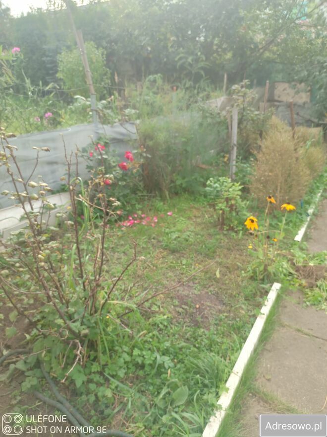 Działka rod Gdańsk Zaspa, ul. Franciszka Hynka. Zdjęcie 5