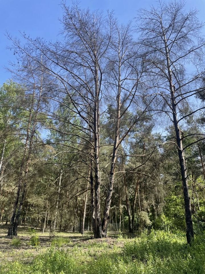 Działka budowlana Mniszew. Zdjęcie 13