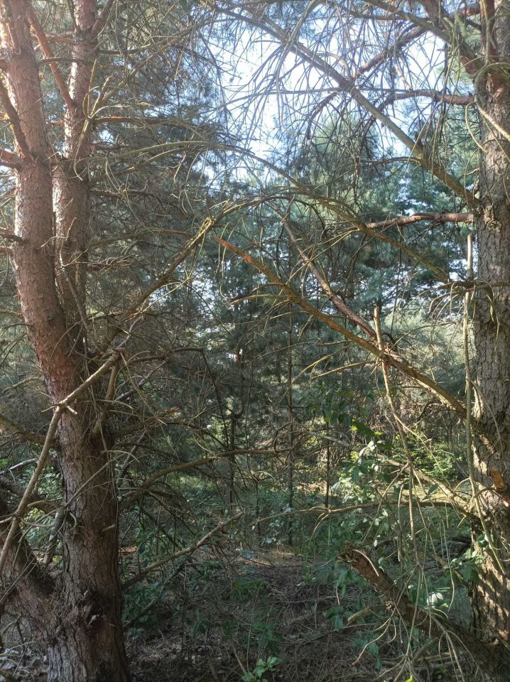 Działka budowlana Bilska Wola Karolinów. Zdjęcie 4