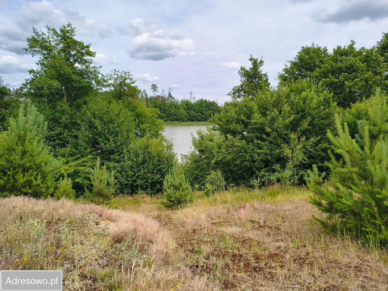 Działka rolna Leśno