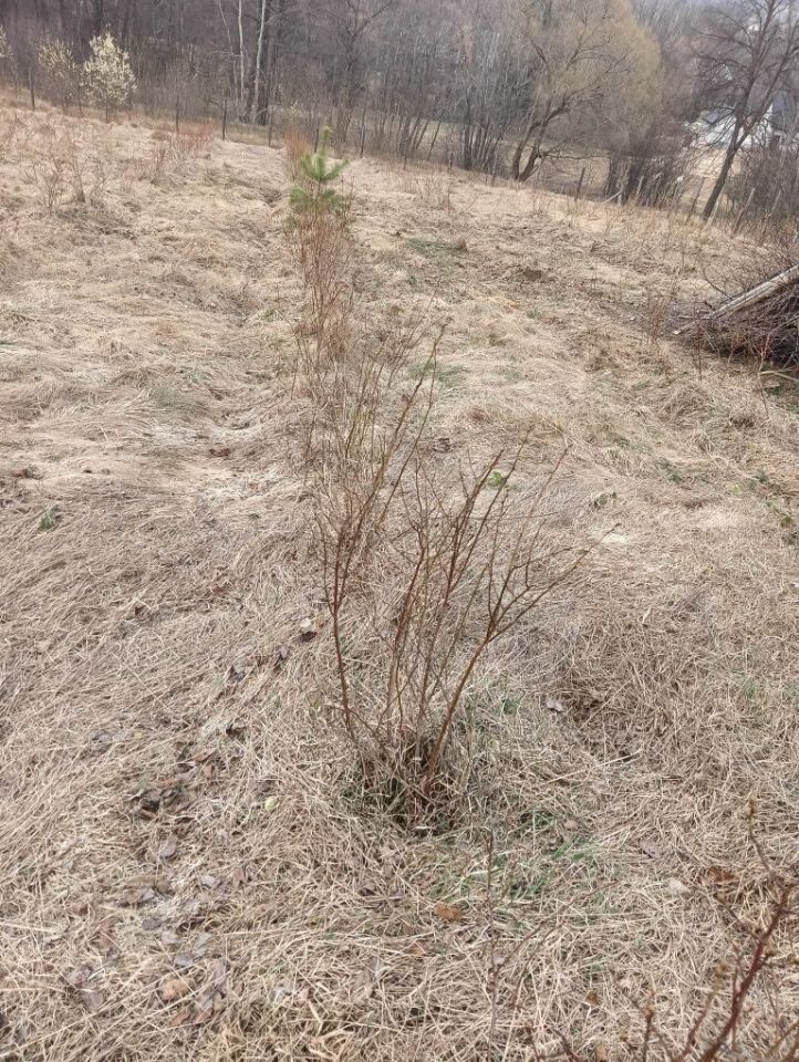 Działka rolno-budowlana Polna. Zdjęcie 3