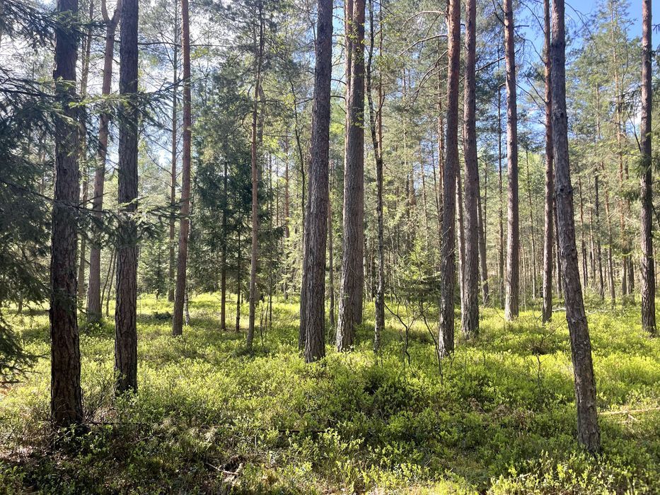 Działka leśna Rapy Dylańskie. Zdjęcie 6