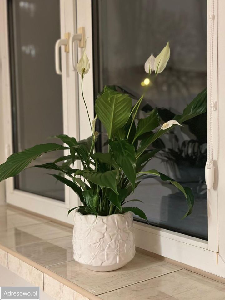 Mieszkanie 3-pokojowe Łódź Retkinia, ul. Retkińska. Zdjęcie 11