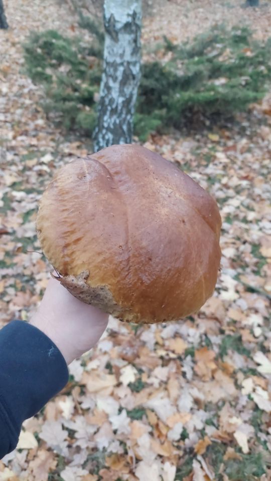 Działka budowlana Cieńsza. Zdjęcie 32