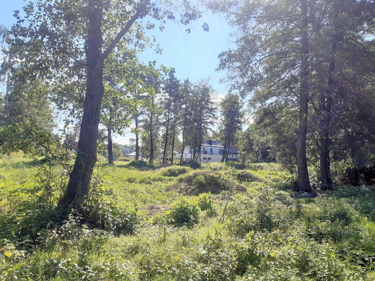 Działka rolno-budowlana Dąbrowa. Zdjęcie 2