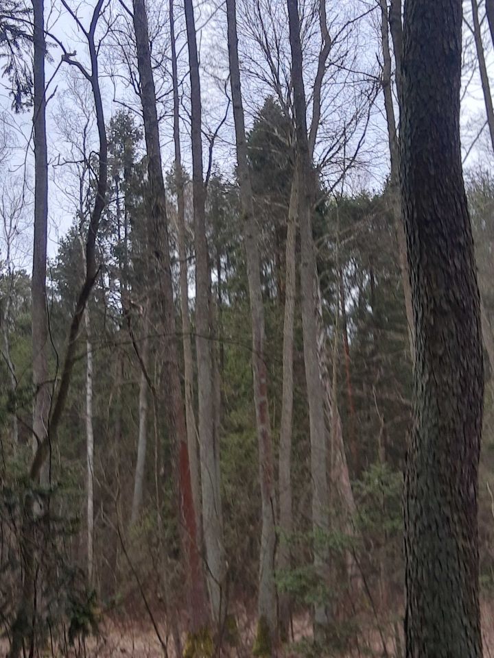 Działka leśna Ciężkowice. Zdjęcie 3