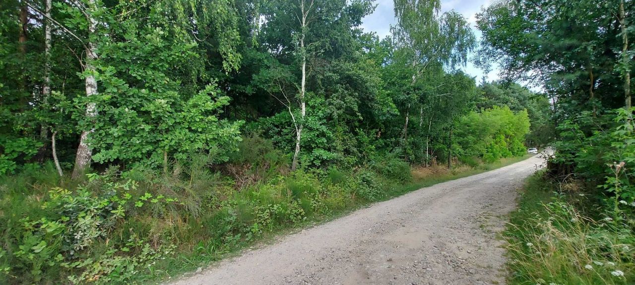 Działka leśna Dębówka. Zdjęcie 3