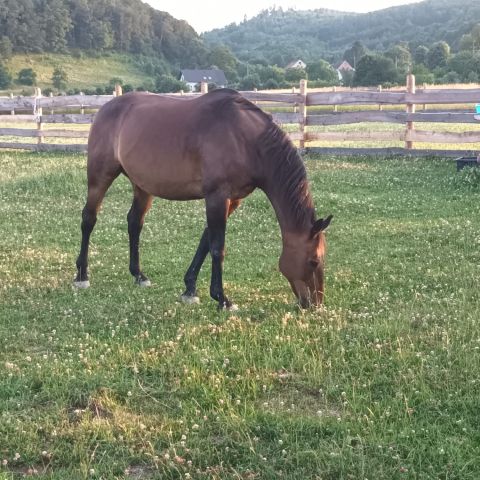 Działka budowlana Mikołajów. Zdjęcie 5