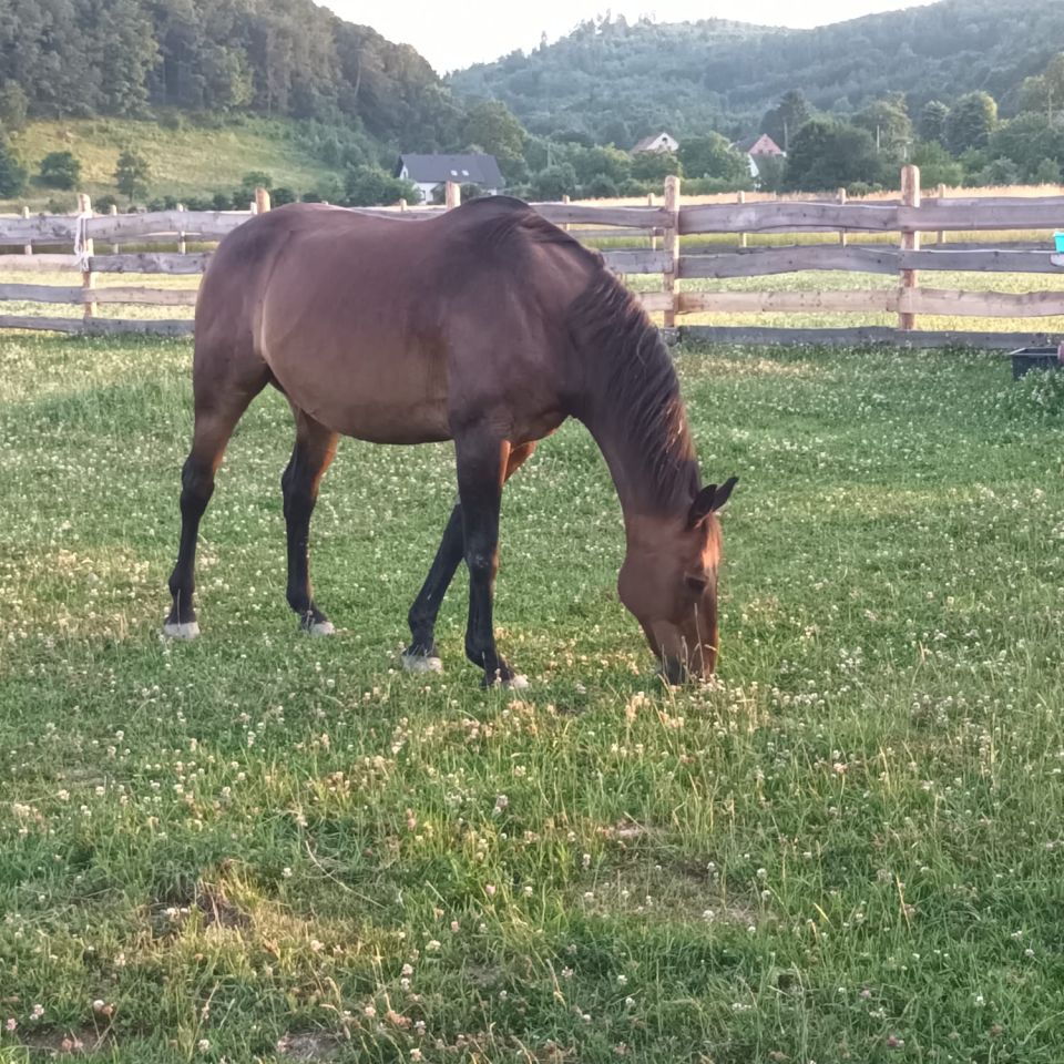 Działka budowlana Mikołajów. Zdjęcie 5