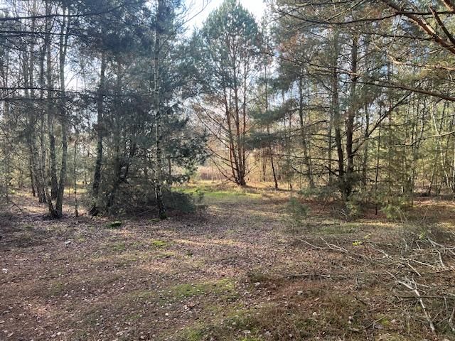 Działka leśna Stara Huta. Zdjęcie 16