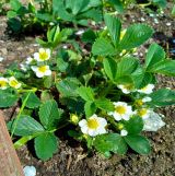 Działka rod Syców, ul. Komorowska. Zdjęcie 4