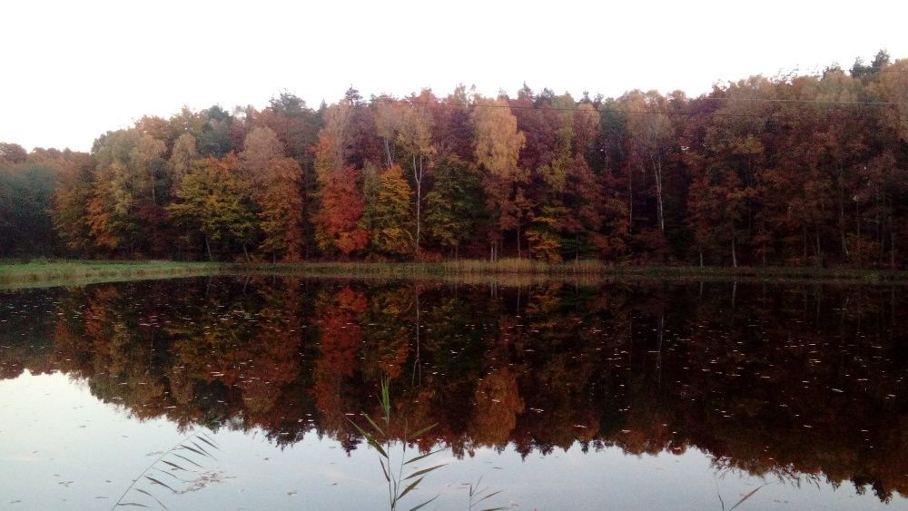 Działka rolno-budowlana Golczewo. Zdjęcie 7