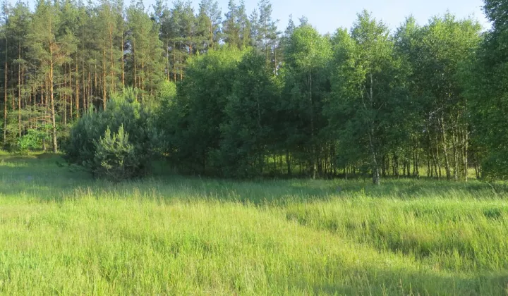 Działka siedliskowa Kołodno