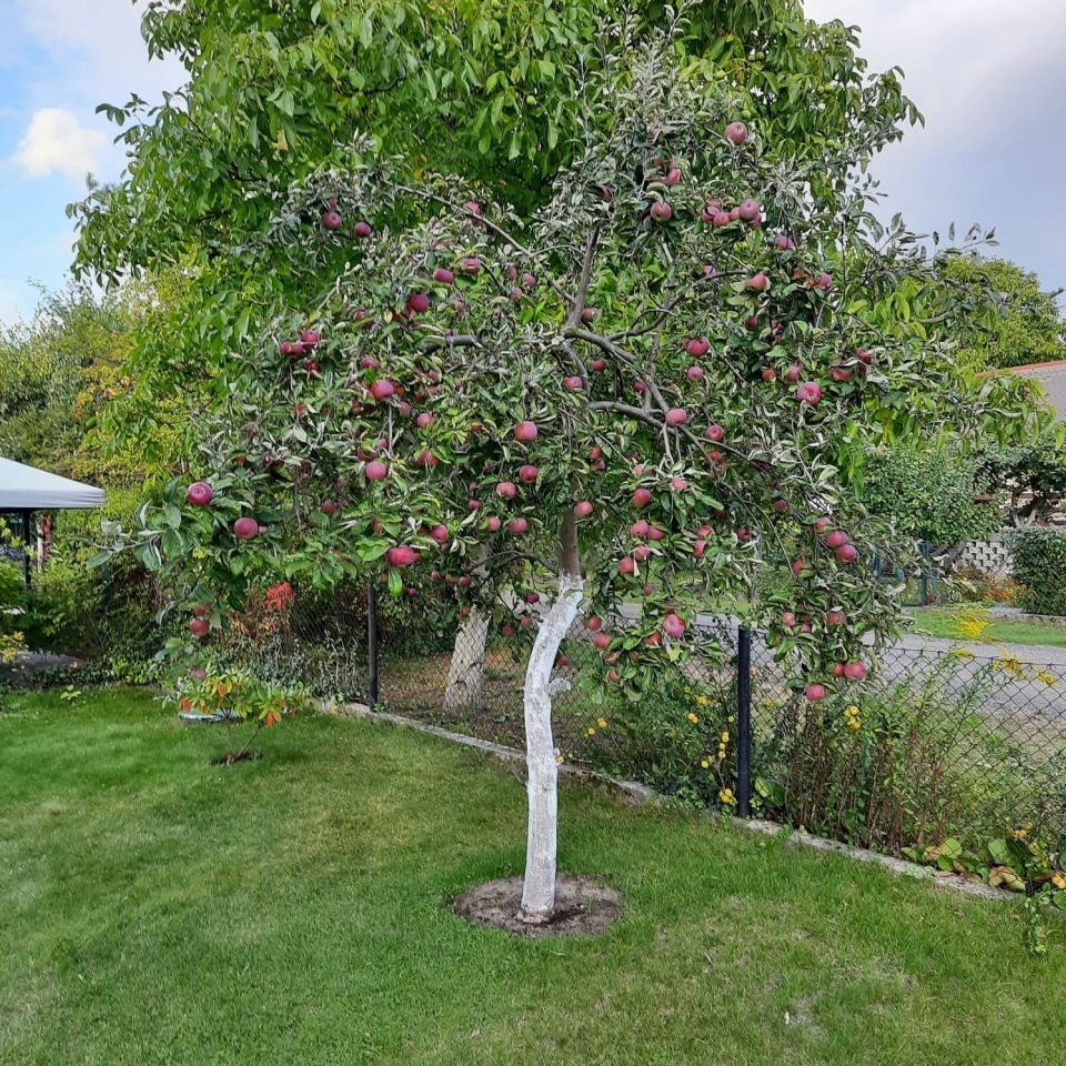 Działka rod Bydgoszcz Szwederowo, ul. Bielicka. Zdjęcie 2