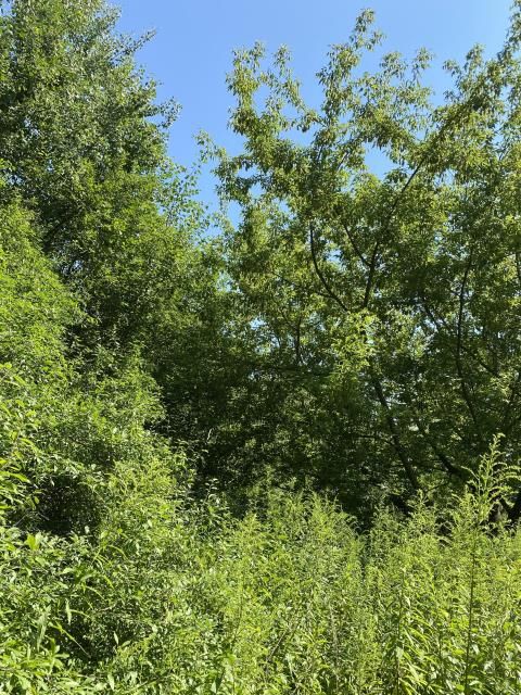 Działka budowlana Milanówek Turczynek. Zdjęcie 2