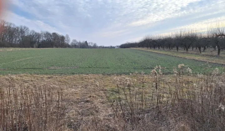 Działka rolno-budowlana Tursko Wielkie