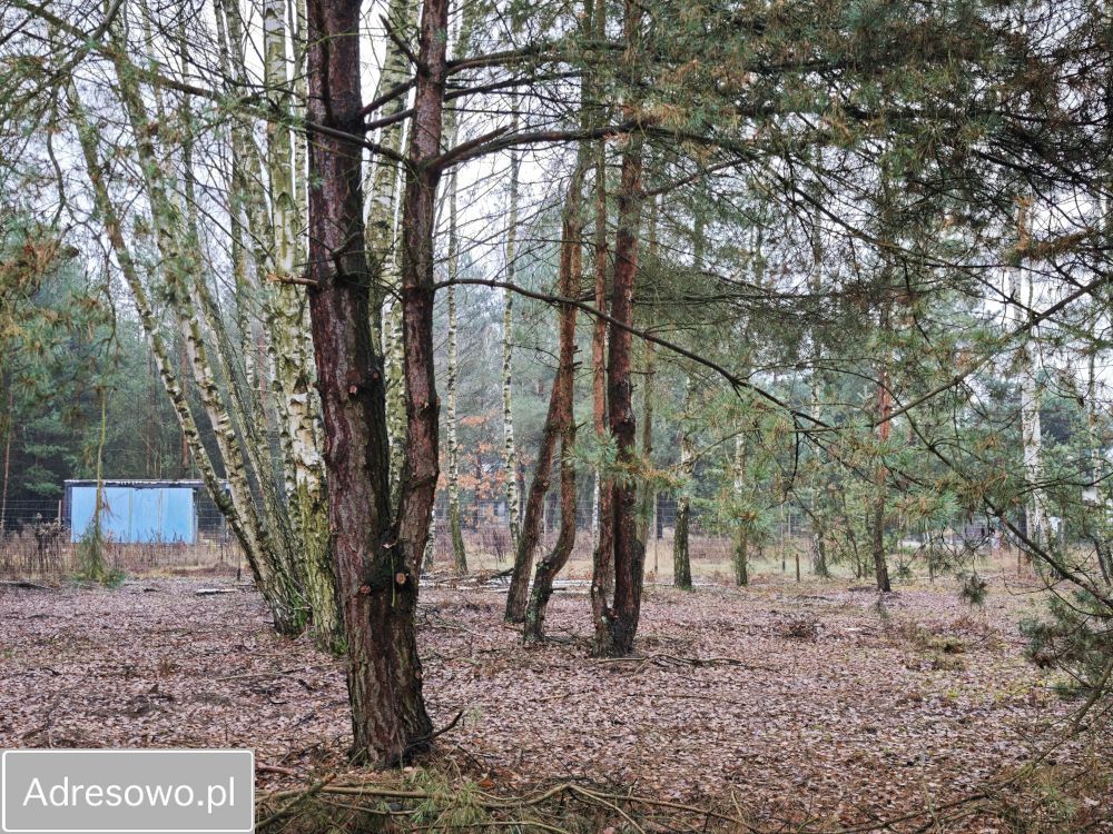 Działka budowlana Powązki, ul. Jarzębinowa. Zdjęcie 6