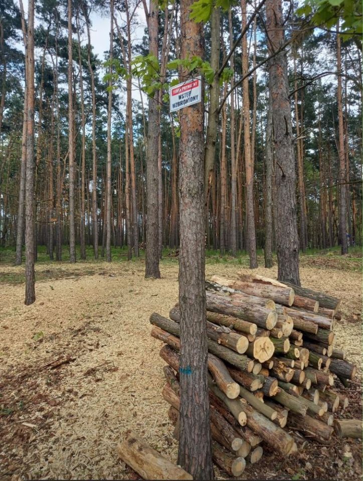 Działka leśna Warszawa Białołęka. Zdjęcie 6