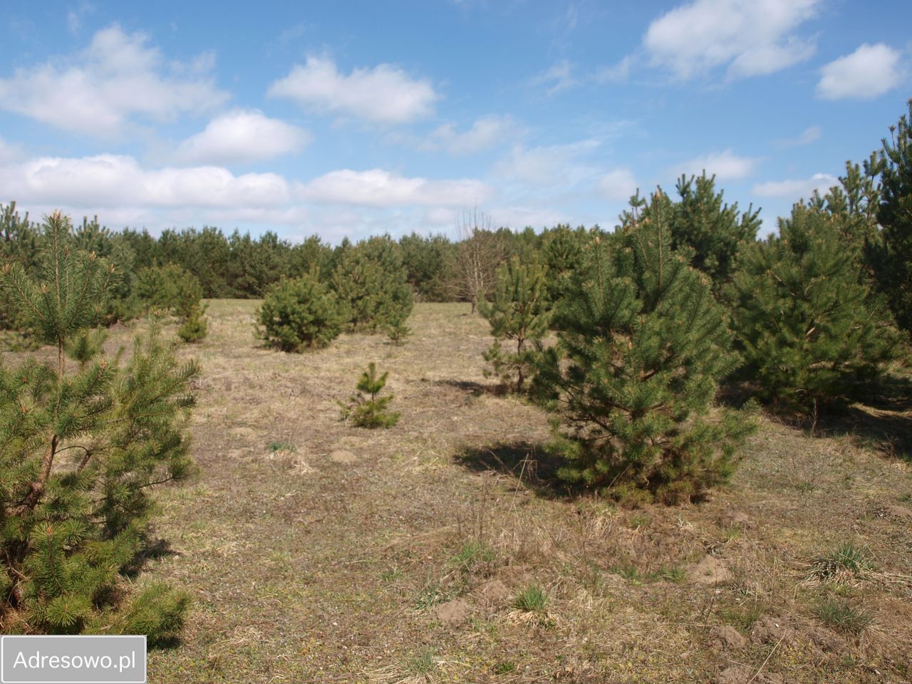 Działka rekreacyjna Lipy. Zdjęcie 11