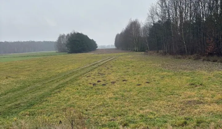 Działka rolna Jędrzejów Nowy