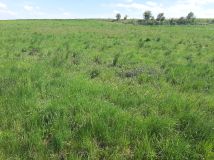 Działka inwestycyjna Nowy Borek. Zdjęcie 4