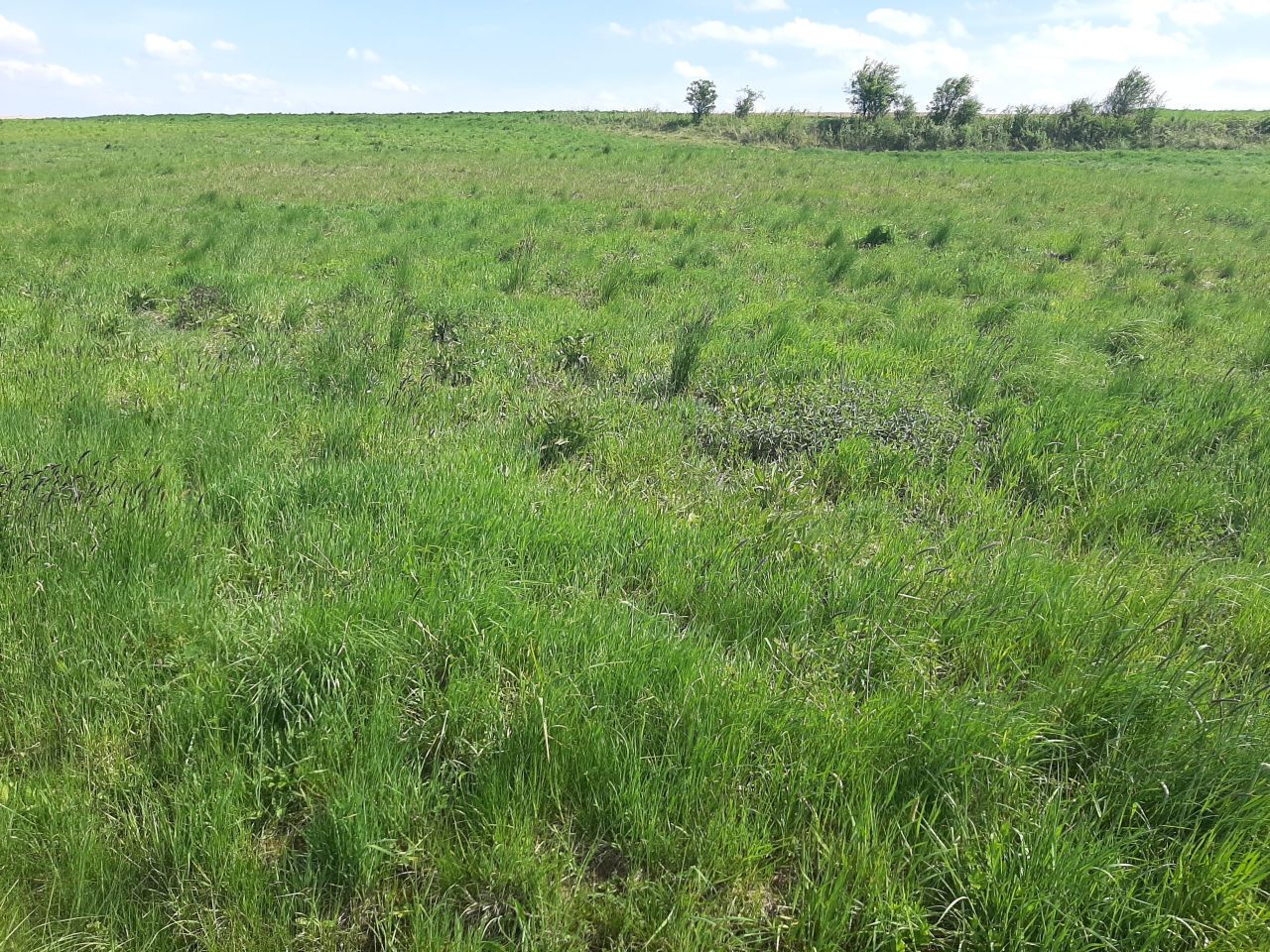 Działka inwestycyjna Nowy Borek. Zdjęcie 5