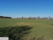 Działka budowlana Grudna. Zdjęcie 3