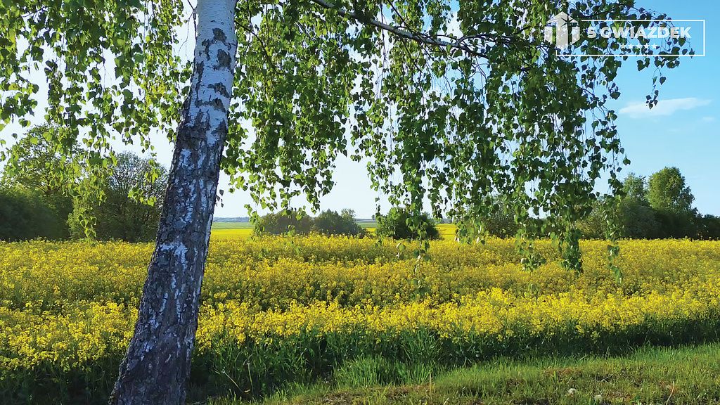 Działka budowlana Dziki. Zdjęcie 8