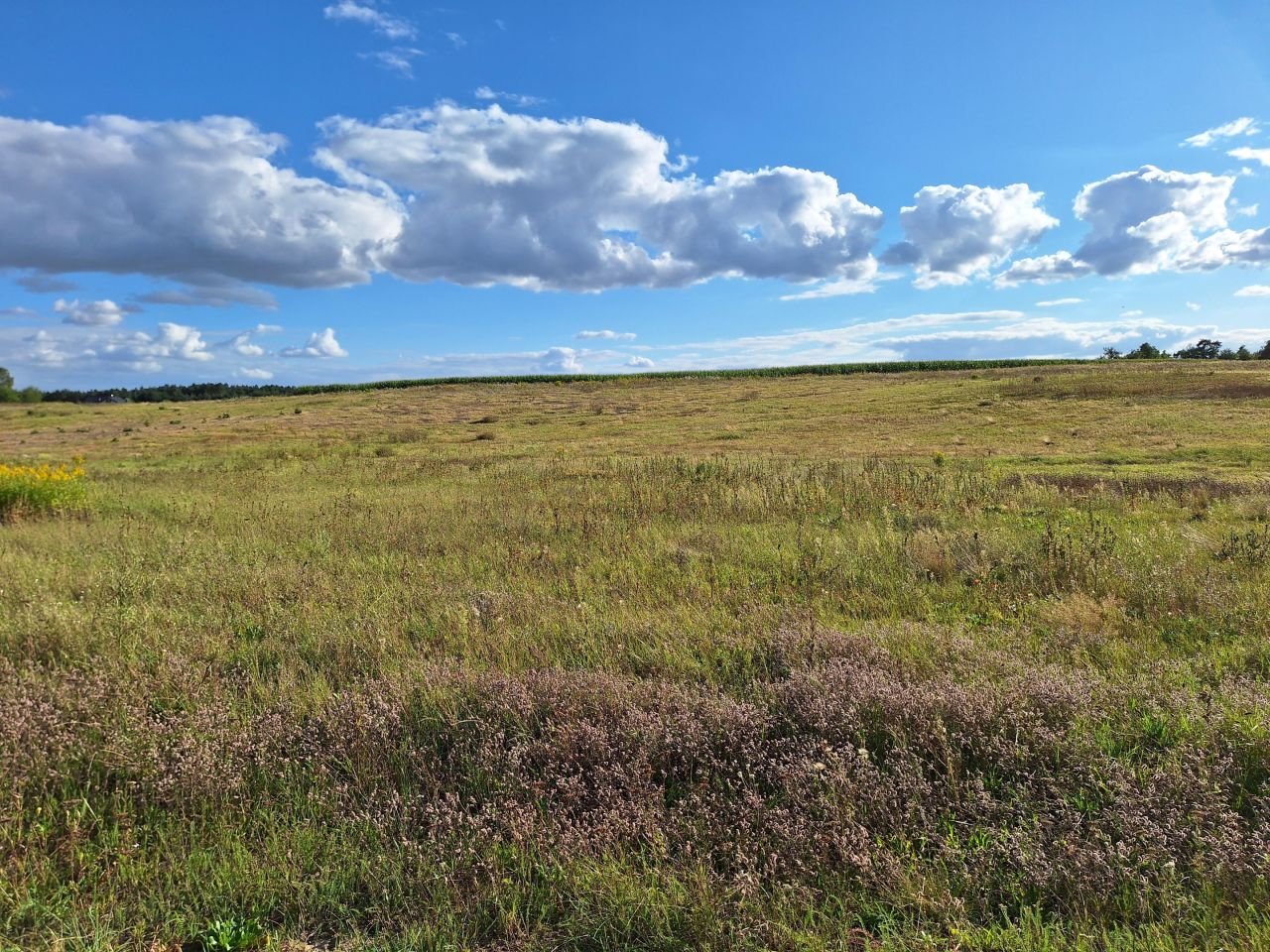 Działka rolno-budowlana Rożno-Parcele, ul. Konwaliowa. Zdjęcie 5