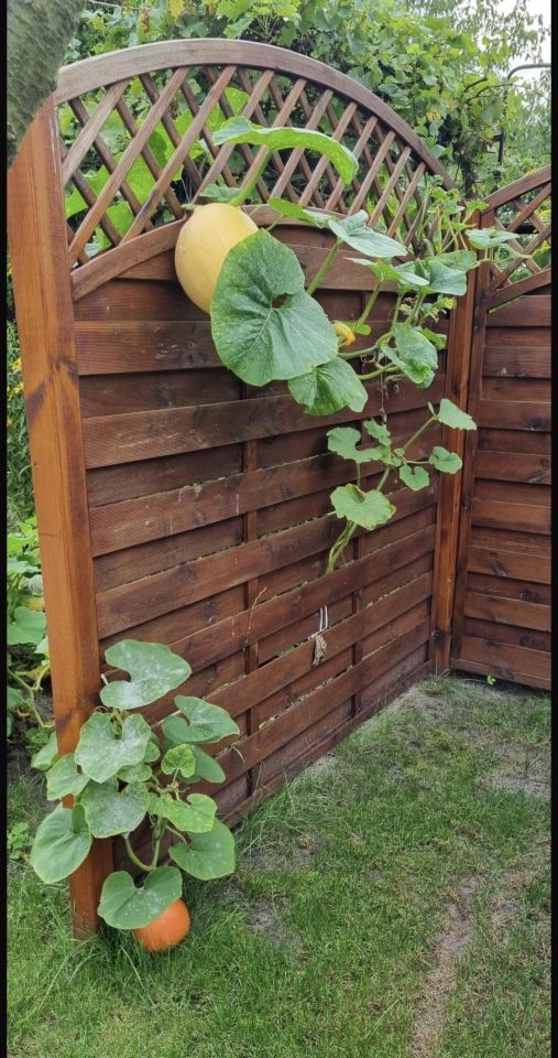 Działka rekreacyjna Szczecin Gumieńce, ul. Przygodna. Zdjęcie 2