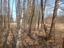 Działka rolna Wydrzyn. Zdjęcie 2