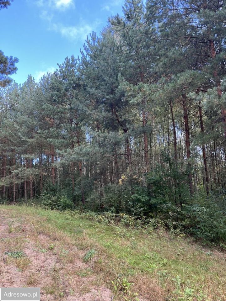 Działka leśna Bedlno. Zdjęcie 6