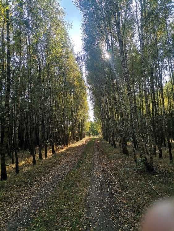 Działka leśna Pieńczykowo. Zdjęcie 5