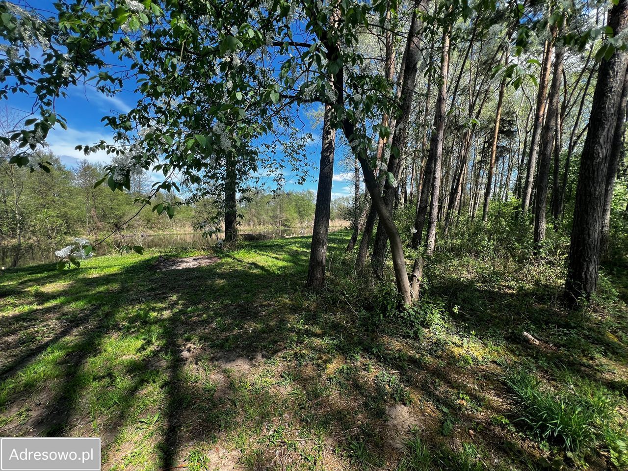 Działka leśna Wilków Polski. Zdjęcie 7