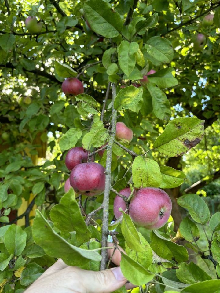 Działka rod Łask Kolumna. Zdjęcie 3