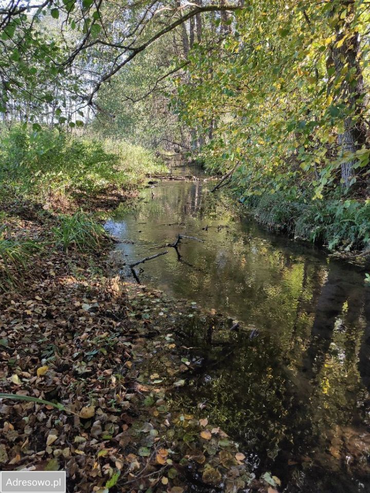 Działka rolno-budowlana Wiewiórowo. Zdjęcie 6