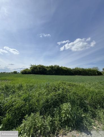 Działka budowlana Rzeplin. Zdjęcie 1