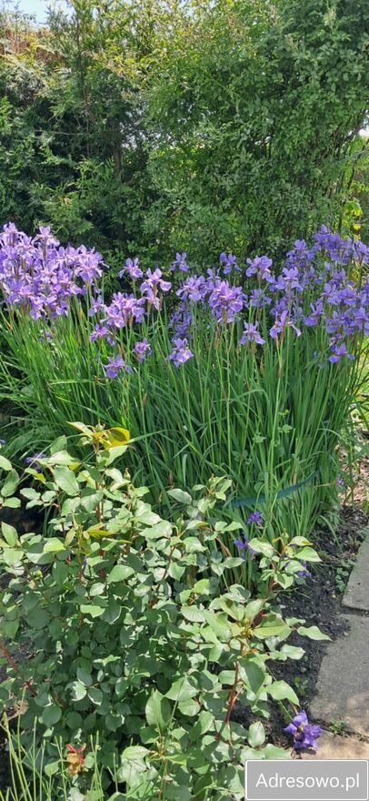 Działka rod Tarnów. Zdjęcie 7