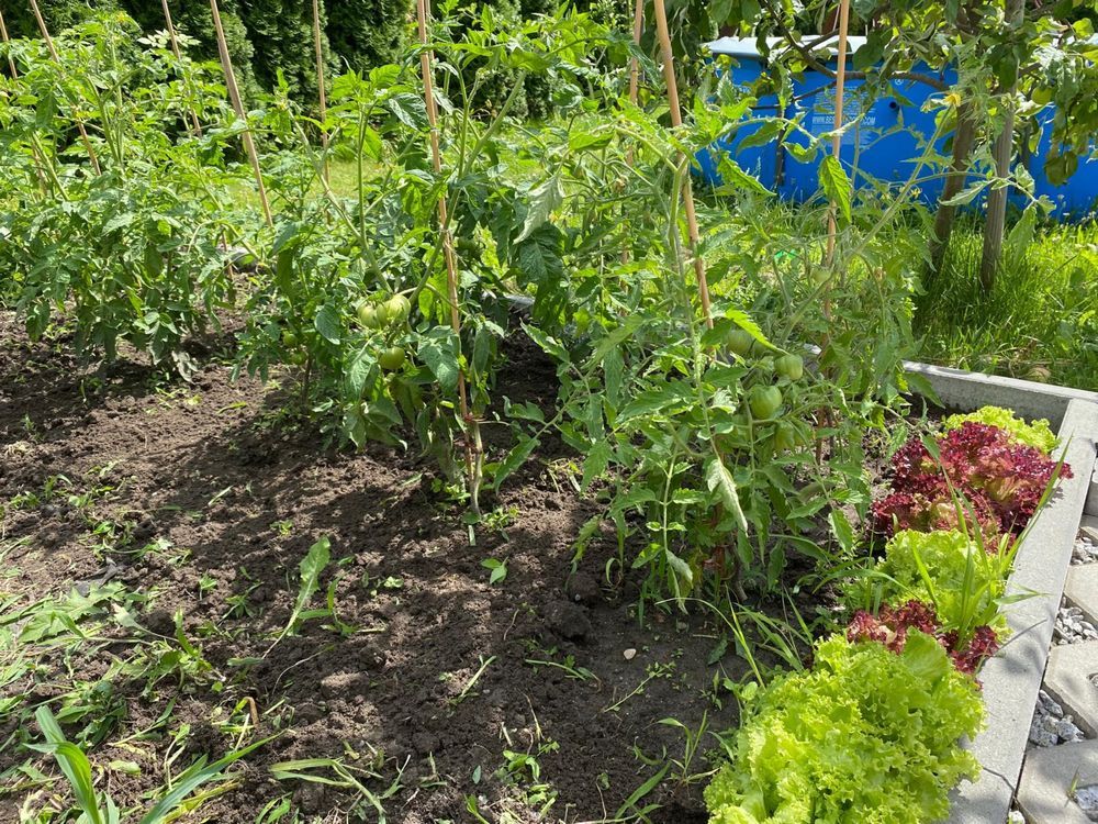 Działka rod Brzeg. Zdjęcie 8