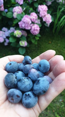 Działka rod Warszawa Marymont, ul. Klaudyny. Zdjęcie 15