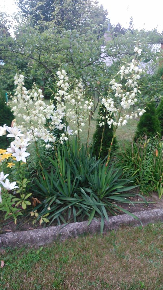 Działka rod Justynów. Zdjęcie 4