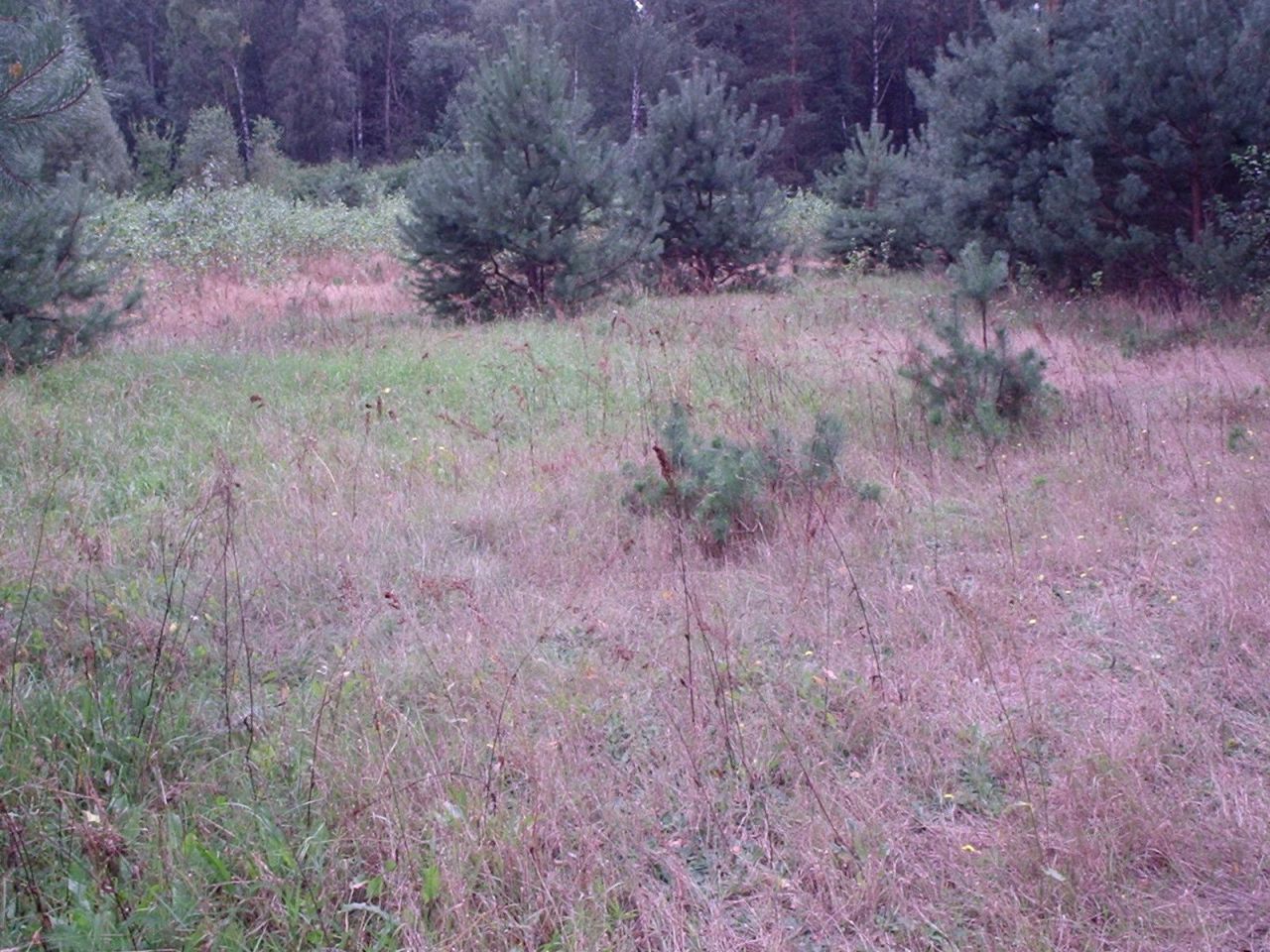 Działka siedliskowa Doliwo. Zdjęcie 7