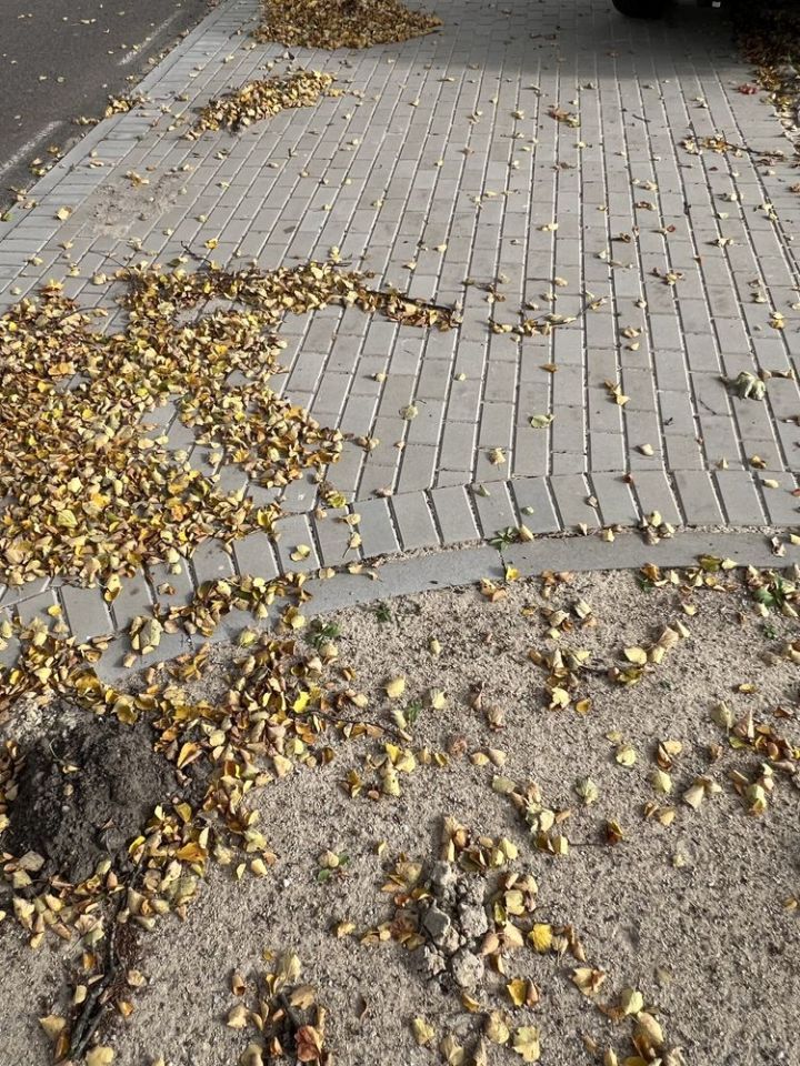 Działka budowlana Gołębiewo Wielkie. Zdjęcie 6