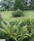 Działka rolno-budowlana Duchnów, ul. Nizinna. Zdjęcie 2